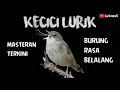 Download Lagu MASTERAN KECICI LURIK BURUNG MIGRAN DENGAN TEMBAKAN RAPAT
