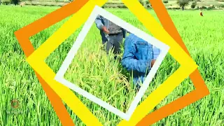 Daawwii Kilaastara Ruuzii Aanaa Gursum 