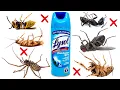Defeat Pests Once and for All Lysol Spray s Game-Changing Method