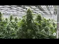 An inside look at Lume Cannabis Co the top marijuana producer in Michigan and the country