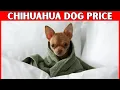 Price of Chihuahua Dog How Much Does a Chihuahua Cost