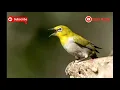 Download Lagu Suara pikat burung pleci suara jernih | tanpa iklan | rekomendasi