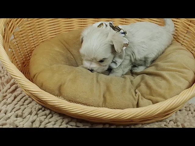 動画
