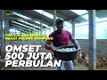 Lagu Kembali ke Desa, Meraih Sukses dari Ternak Bebek Petelur ‼️