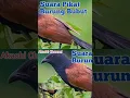 Download Lagu Suara Pikat Burung Bubut