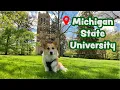 CORGI TOURS MICHIGAN STATE UNIVERSITY