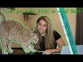 Can You Make 100K as a Vet Tech