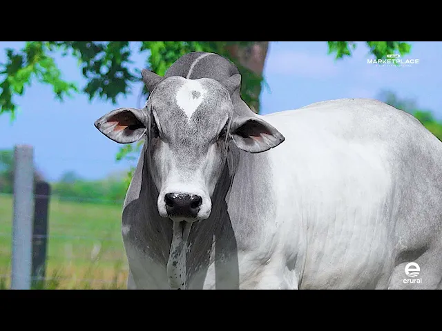 Touro Nelore MLML - 2030