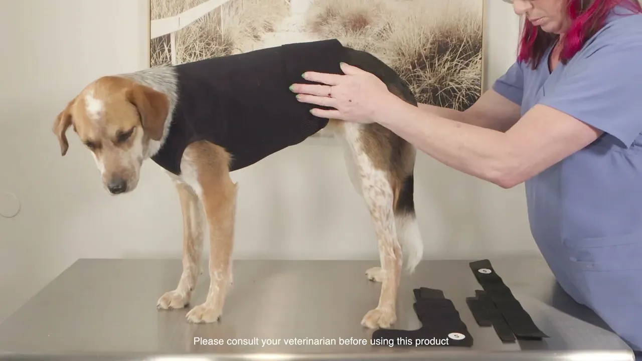 Training on how to fit an Ehmer sling on a dog with hip dislocation