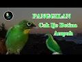 Download Lagu Suara Panggilan Cucak Ijo Betina Gacor Ampuh Memanggil Pasangan