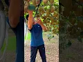 Download Lagu Kiwi 🥝 Harvest #satisfying #short