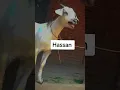 Download Lagu Hassan name funny video|funny bakra video hassan name#babajihassan