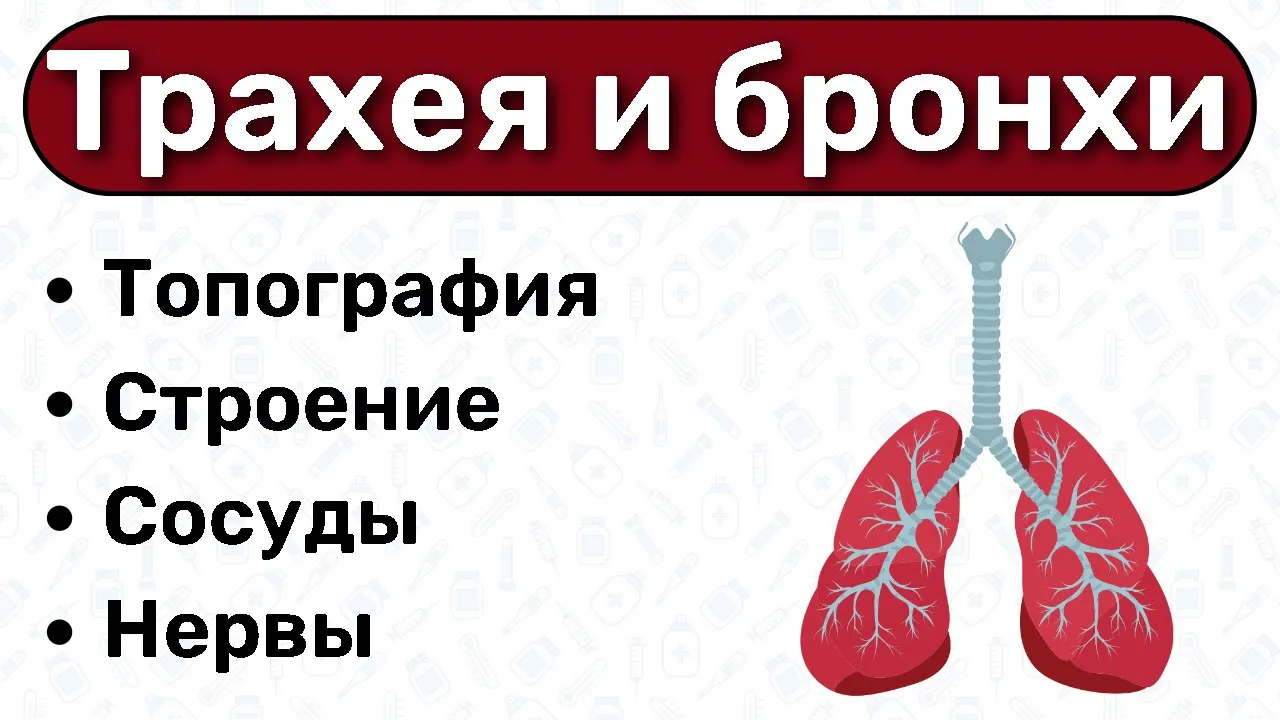 Трахея и бронхи АНАТОМИЯ: строение трахеи, строение бронхов, топография трахеи