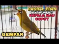 Download Lagu PLECI DAKBAL \