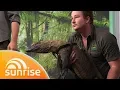 The fight to save the Komodo dragon Sunrise