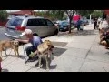 Westside German Shepherd Rescue