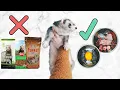 Ferret Diet What You Need To Know Before Getting A Ferret Kit