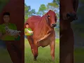 Download Lagu Bangladeshi sabse Chehra Guru😱🤫🤔🐂😳😲bangladeshi sabse bada guru kunda😭🥺
