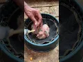 Download Lagu How to feed a baby pigeon #pigeon #feeding