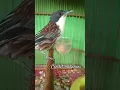 Download Lagu cendet matahari #birds #burungkicaudialamliar #thebirdsonggroup