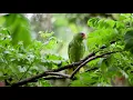 Relaxing Music Sawah \u0026 Kebun .