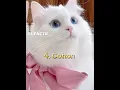 Download Lagu TOP 5 BEST NAMES FOR WHITE CATS 🐱 #shorts #short #cat