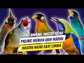 5 Jenis burung master kicau mewah \u0026 mahal yang menjadi isian wajib saat lomba