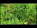 Download Lagu Oca - The Beautiful Edible Plant From The Andes That Is Easy To Grow