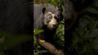 Amazing Facts About The Andean Bear Andeanbear Spectacledbear Bears Wildlife 