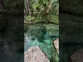 Lagu They Just Know🐊 #florida #smart #gators #swim #springs #floridalife