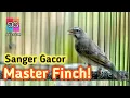 Download Lagu 4 Bulan Auto Gacor ‼️Asal Konsisten Putar 10 Menit Pagi Sore, Suara Sanger Gacor Untuk Masteran Paud
