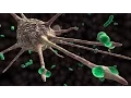 Macrophage Cytokine Release