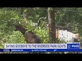 Goats eat around 7 000 pounds of invasive vegetation in Riverside Park