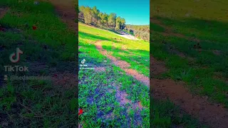 الورد فتح يا زارعين الورد دندنها