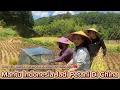 Download Lagu Adik Ipar Indonesia Semangat Bantu Panen Padi Karena Besok Sudah Waktunya Ke Kampus China 🇨🇳