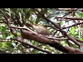 Lagu Large-billed Leaf Warbler (calling)