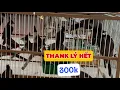 Lagu Thank Lý Hết Đàn Bổi Vip 200k / Chim Bổi Số Lượng Thank Lý Giá Rẻ ! VÕ BÁN CHIM 