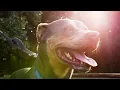 Dogwalkers Stories TAPS No-Kill Animal Shelter