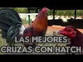 The best crosses with hatch elpoderdelpollo2342