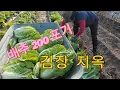 Download Lagu Kimchi Hell/I made kimchi with 200 heads of cabbage for 3 days. MP3