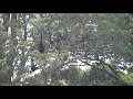 Nyanyian pagi Owa Ungko (Hylobates agilis) di camp granit TN Bukit 30