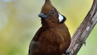 cililin super gacor cocok buat masteran dan pancingan cililin 