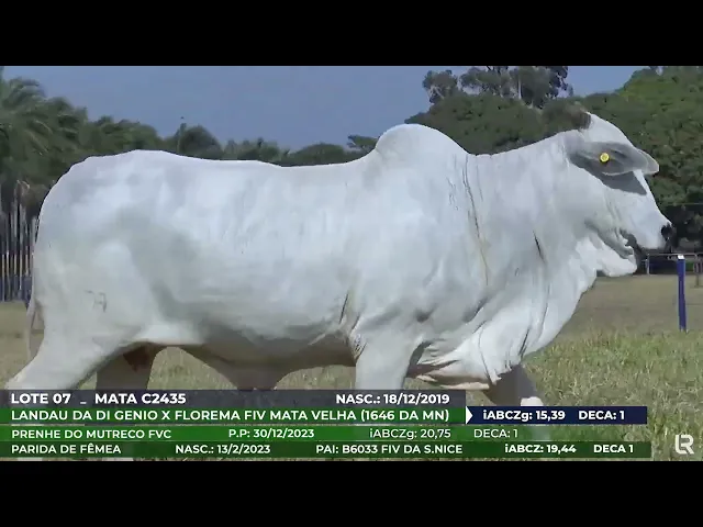 Vaca Nelore MATA-C2435