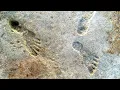 Download Lagu Ancient Footprints: Unveiling Secrets of White Sands! 