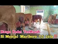 Download Lagu Review Harga Pedet Termurah Si Mental Marlboro 7,5 Juta‼️Agen Sapi Cak Sutris Wonokerto Bantur #cow 