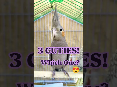 My 3 Cockatiels Can't Stop Staring! ππ¦ | Cutest USA Cockatiel Trio