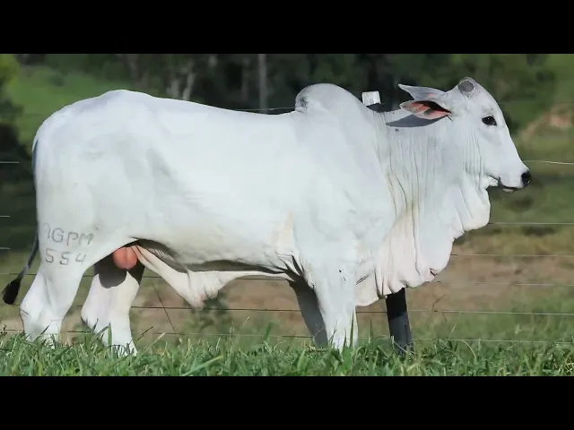 Garrote Nelore AGPM - 554