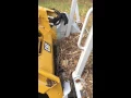 2016 Cat299D2 XHP