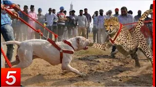 10 most dangerous dog breeds in the world