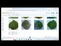 Potato leaf Disease Detection using machine learning Flask Project